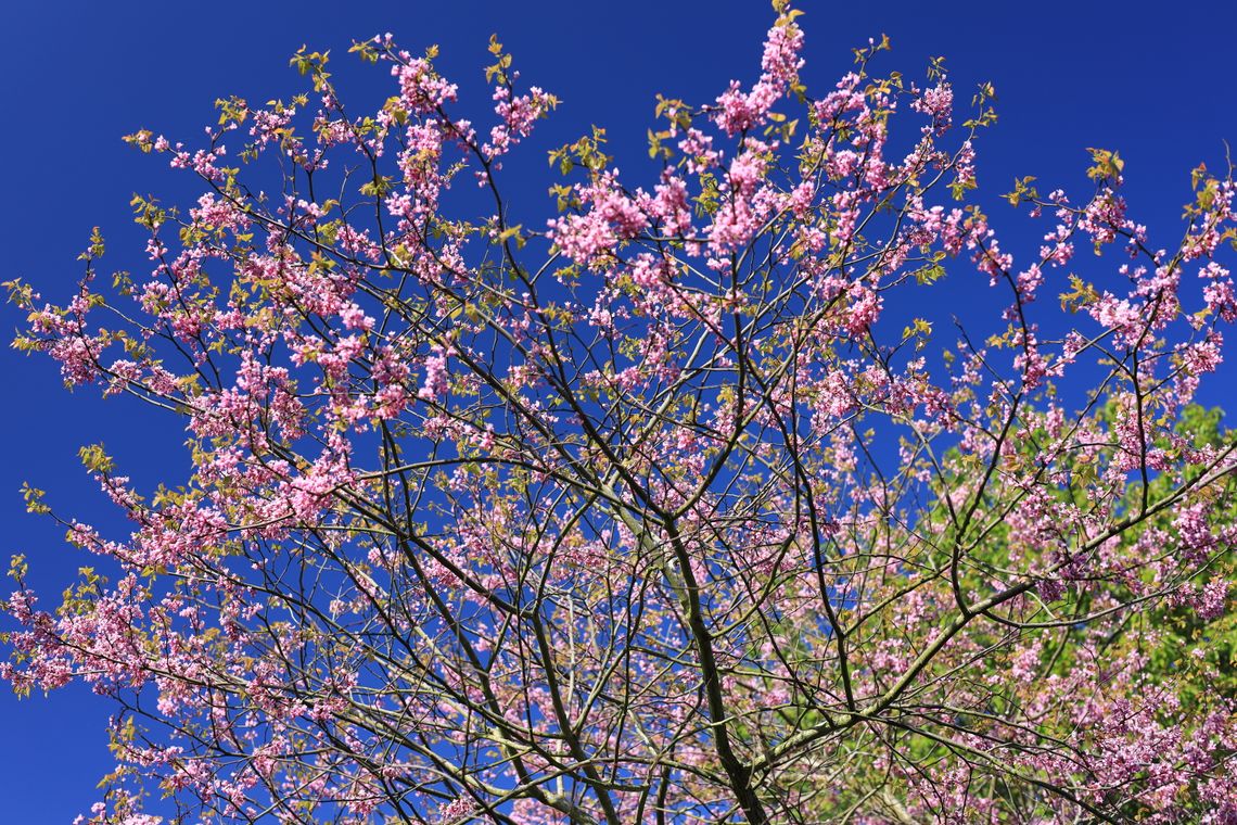 Some tree