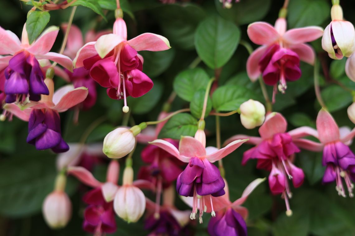 Fuchsia