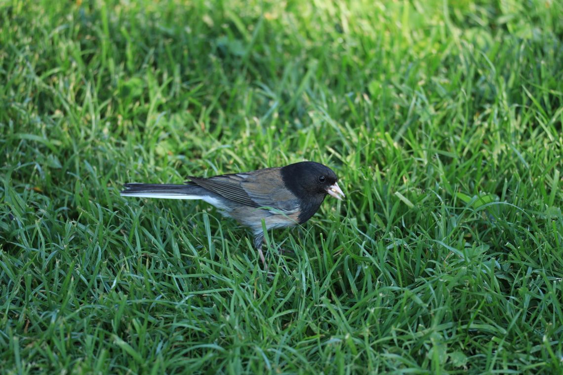 Junco