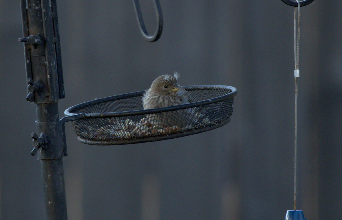 Baby Finch