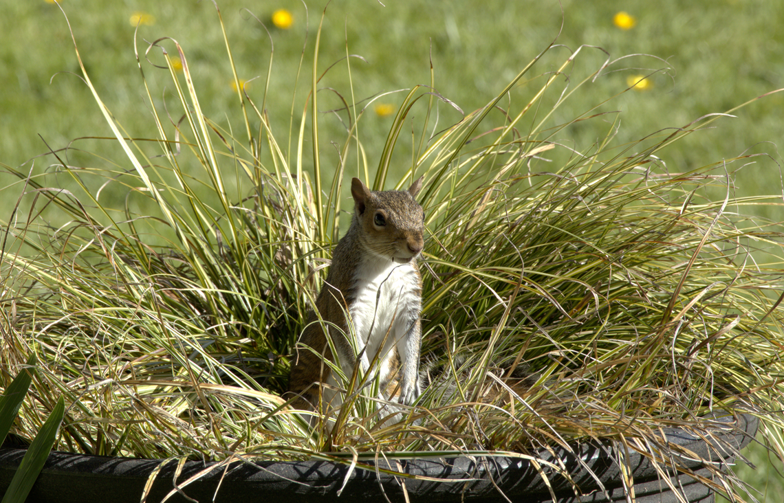 Where are my seeds?