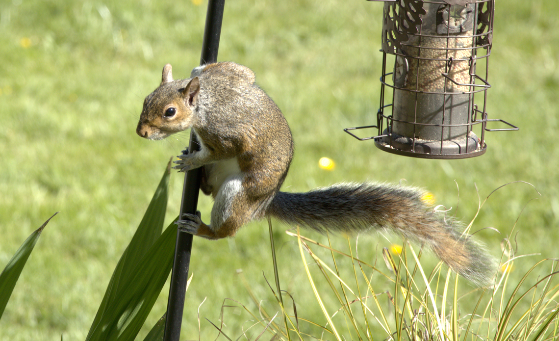 Parkour Squrrl