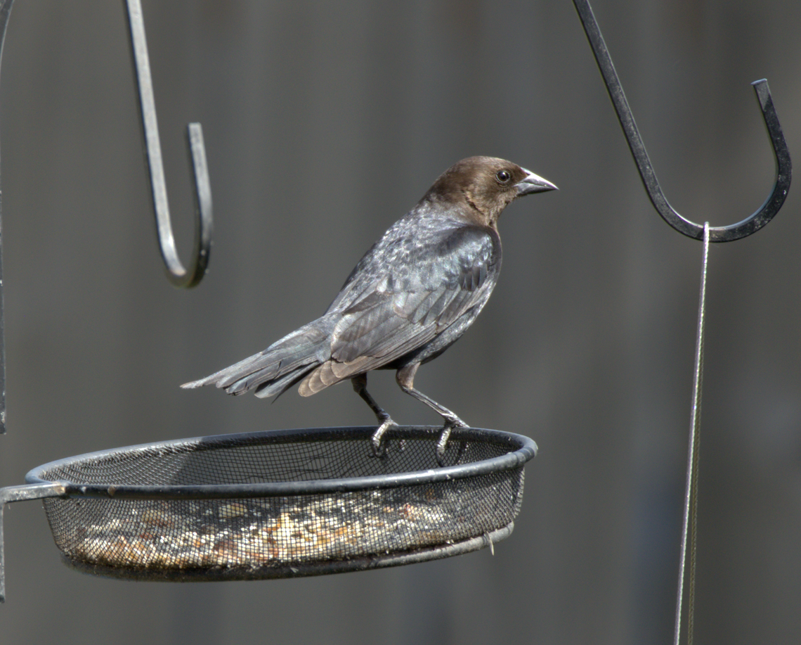 Cowbird