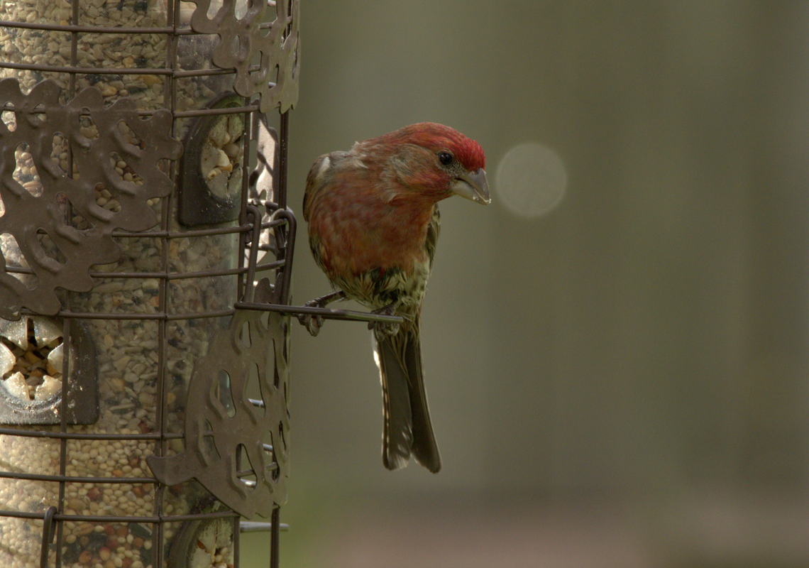 Firetruck Finch
