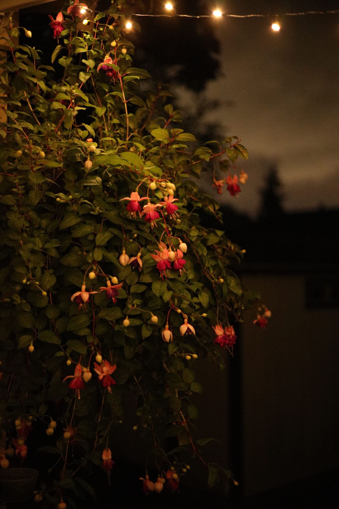 Night Fuchsia