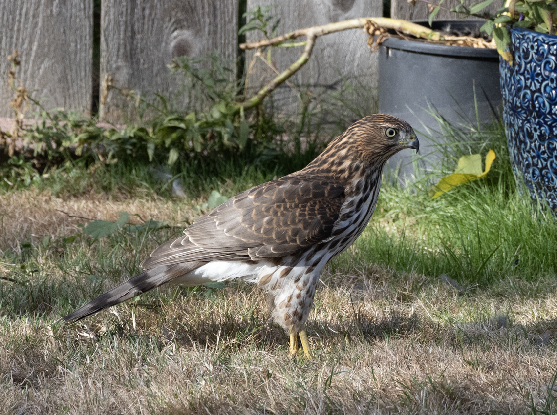 Cooper's Hawk