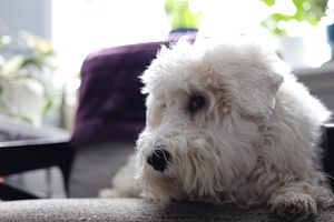 (Untitled)