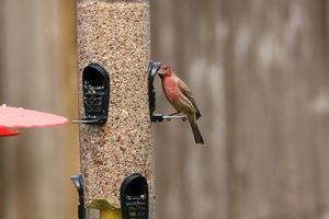 (Untitled)