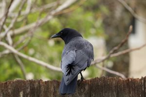 (Untitled)