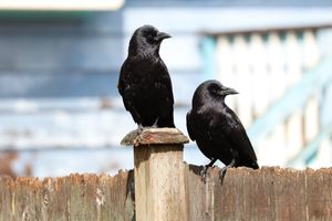 (Untitled)