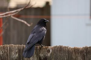 (Untitled)