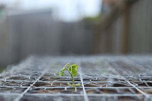 (Untitled)