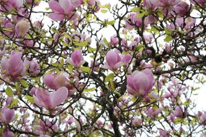 (Untitled)