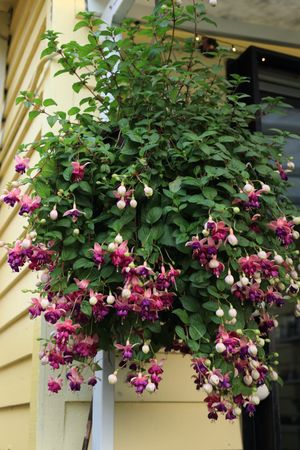 (Untitled)