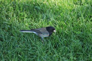 Junco
