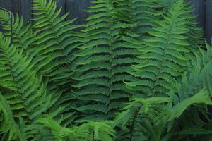 Fern