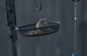 Baby Finch