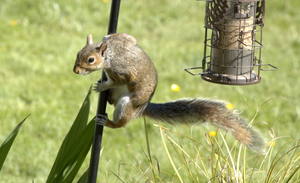 Parkour Squrrl