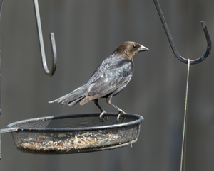 Cowbird