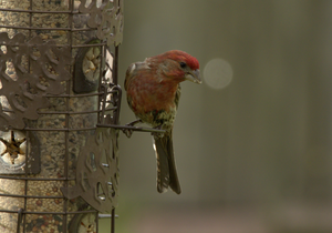 Firetruck Finch