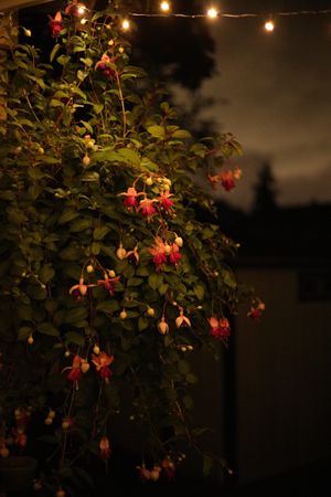 Night Fuchsia