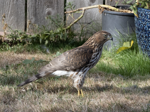 Cooper's Hawk