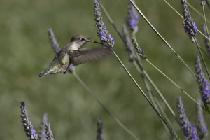 Hummingbird